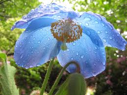 Image result for Scheinmohn