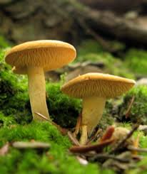 Attēlu rezultāti vaicājumam “Hydnum rufescens”