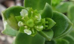 Attēlu rezultāti vaicājumam “Honckenya peploides leaf”