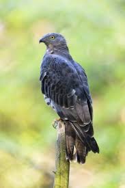 Attēlu rezultāti vaicājumam “Pernis apivorus adult”