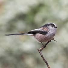 Attēlu rezultāti vaicājumam “Aegithalos caudatus adult”