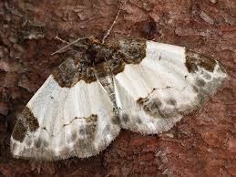 Attēlu rezultāti vaicājumam “Mesoleuca albicillata”