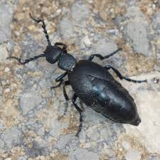 Attēlu rezultāti vaicājumam “Meloe sp. imago”