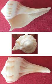 Image result for Sinistrofulgur perversum