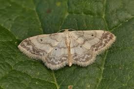 Attēlu rezultāti vaicājumam “Idaea biselata”