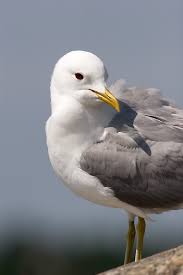 Attēlu rezultāti vaicājumam “Larus canus adult”