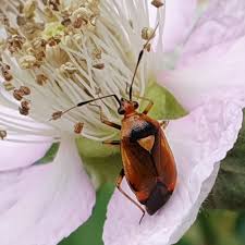 Attēlu rezultāti vaicājumam “Deraeocoris ruber”