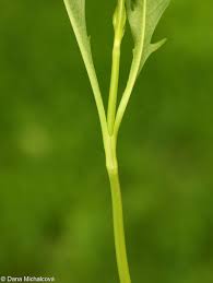 Attēlu rezultāti vaicājumam “Succisa pratensis leaf”