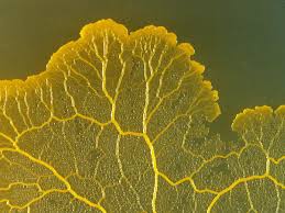 Attēlu rezultāti vaicājumam “Physarum straminipes plasmodium”