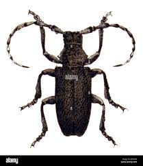 Attēlu rezultāti vaicājumam “Lamia textor”