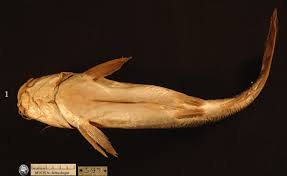 Image result for Ariopsis felis