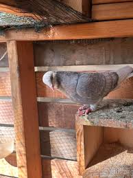 Image result for Meridian Racing Pigeon Lofts