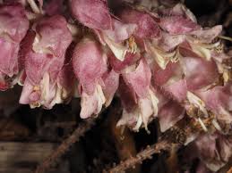 Attēlu rezultāti vaicājumam “Lathraea squamaria flower”