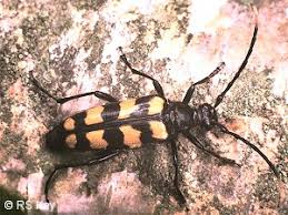 Attēlu rezultāti vaicājumam “Leptura quadrifasciata”