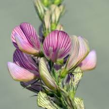 Attēlu rezultāti vaicājumam “Onobrychis arenaria”