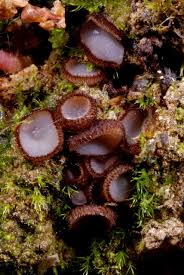 Attēlu rezultāti vaicājumam “Humaria hemisphaerica”