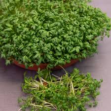 Image result for Gartenkresse