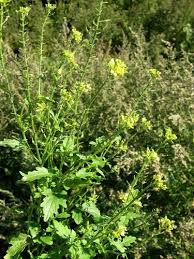 Attēlu rezultāti vaicājumam “Sinapis alba fruit”