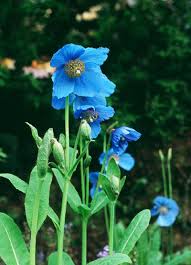Image result for Meconopsis betonicifolia