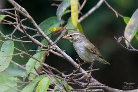 Image result for Phylloscopus borealis