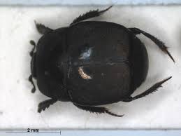 Attēlu rezultāti vaicājumam “Hypocaccus rugiceps”