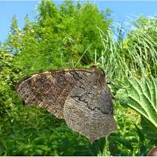 Attēlu rezultāti vaicājumam “Inachis io underside”