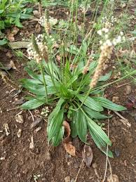 Attēlu rezultāti vaicājumam “Plantago lanceolata”