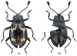 Attēlu rezultāti vaicājumam “Comatricha elegans stalked”