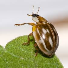 Attēlu rezultāti vaicājumam “Myzia oblongoguttata”