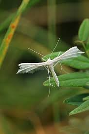 Attēlu rezultāti vaicājumam “Pterophorus pentadactyla”