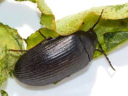 Attēlu rezultāti vaicājumam “Prionychus ater”