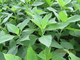 Attēlu rezultāti vaicājumam “Helianthus tuberosus leaf”