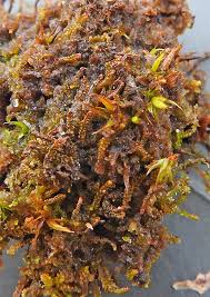 Attēlu rezultāti vaicājumam “Anastrophyllum minutum”