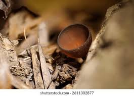 Attēlu rezultāti vaicājumam “Dumontinia tuberosa”