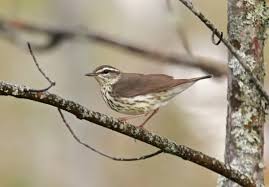 Image result for Seiurus noveboracensis