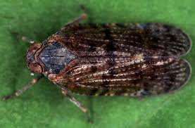 Attēlu rezultāti vaicājumam “Cixius sp.”