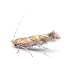 Attēlu rezultāti vaicājumam “Cameraria ohridella”