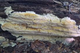 Attēlu rezultāti vaicājumam “Phlebia serialis”