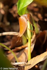 Attēlu rezultāti vaicājumam “Fagus sylvatica flower”