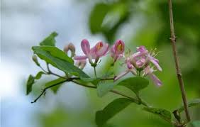 Attēlu rezultāti vaicājumam “Lonicera caerulea var. pallasii flower”