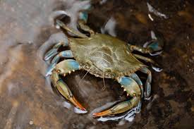 Image result for Callinectes sapidus
