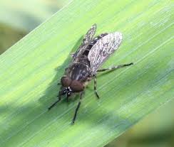 Attēlu rezultāti vaicājumam “Haematopota sp.”