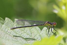 Attēlu rezultāti vaicājumam “Erythromma najas”