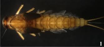 Attēlu rezultāti vaicājumam “Ephemeroptera larva”