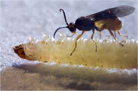 Attēlu rezultāti vaicājumam “Euura brevicornis”