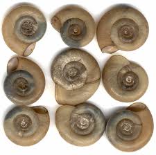 Attēlu rezultāti vaicājumam “Planorbis planorbis”