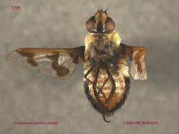 Attēlu rezultāti vaicājumam “Exoprosopa capucina”