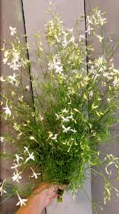 Attēlu rezultāti vaicājumam “Consolida regalis flower”