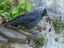 Attēlu rezultāti vaicājumam “Corvus monedula adult”