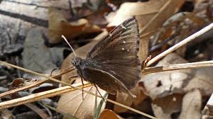 Attēlu rezultāti vaicājumam “Hesperiidae”